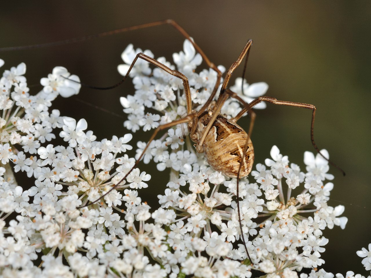 Phalangiidae romano (Metaphalangium sp.)